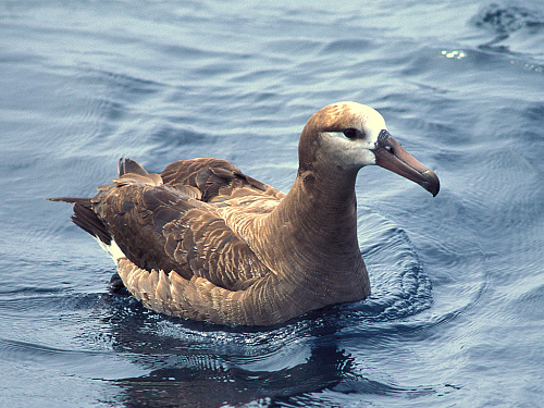 ���������� ���������