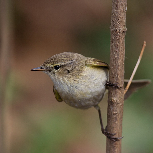 �������-���������