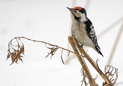 ����� ������ �����