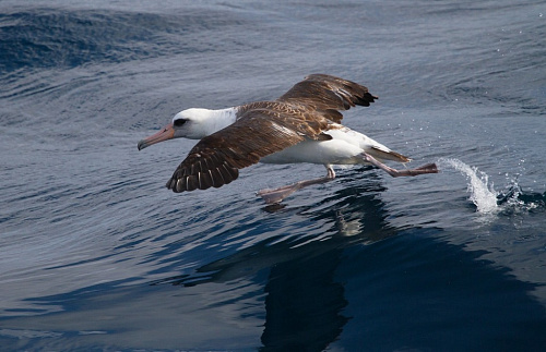 ������������ ���������.