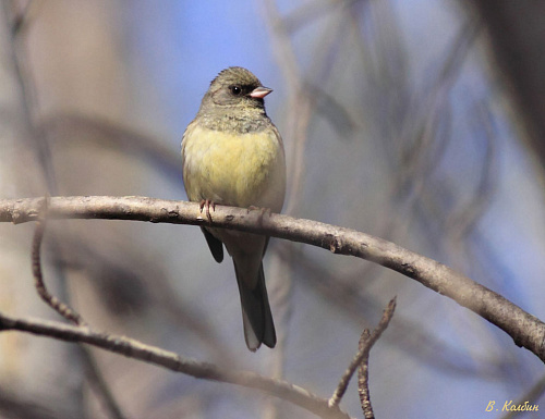 ����������� �������