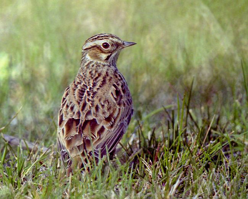 ������ ��������� ��� ���