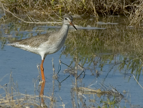 ������� � �������