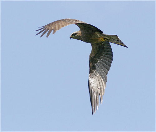 ׸���� ������