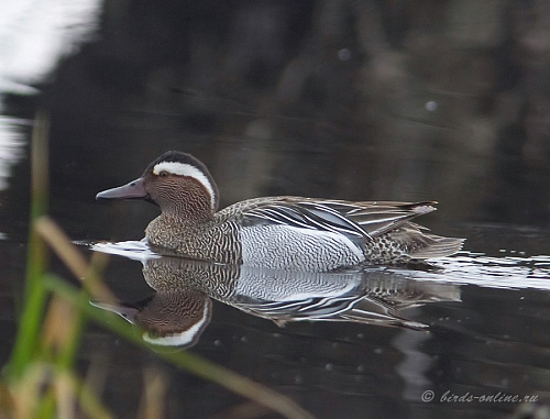 �����-���������