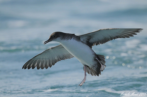 ���������� �����������