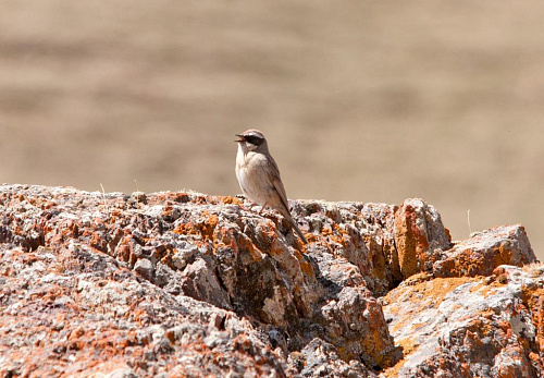 ������� ���������