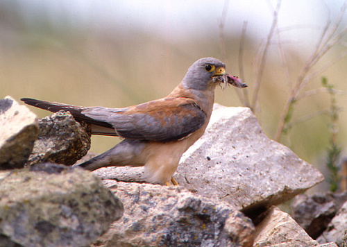 ����� ������� ���������