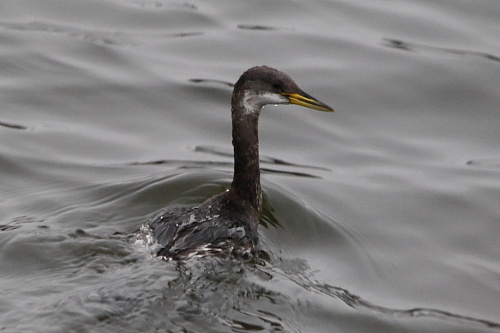 ��������� �������