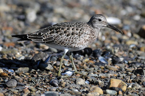 ������� ��������