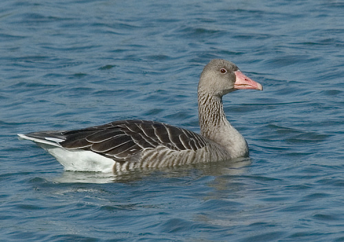 ����� ����