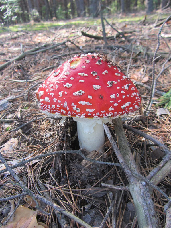 F5Px9brFun4.jpg