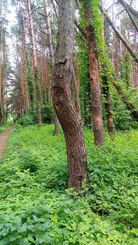 IvaKpJwphPU.jpg